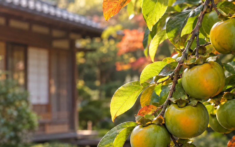 Green unripe persimmons on a branch in a Japanese garden