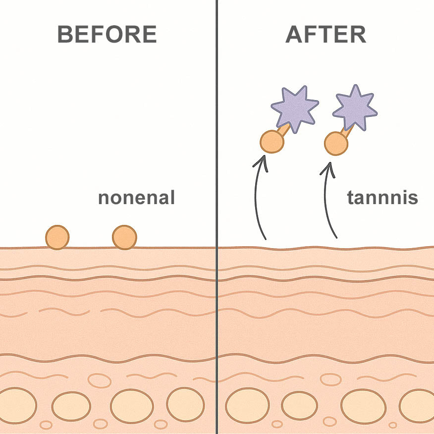 How 2-nonenal forms on mature skin