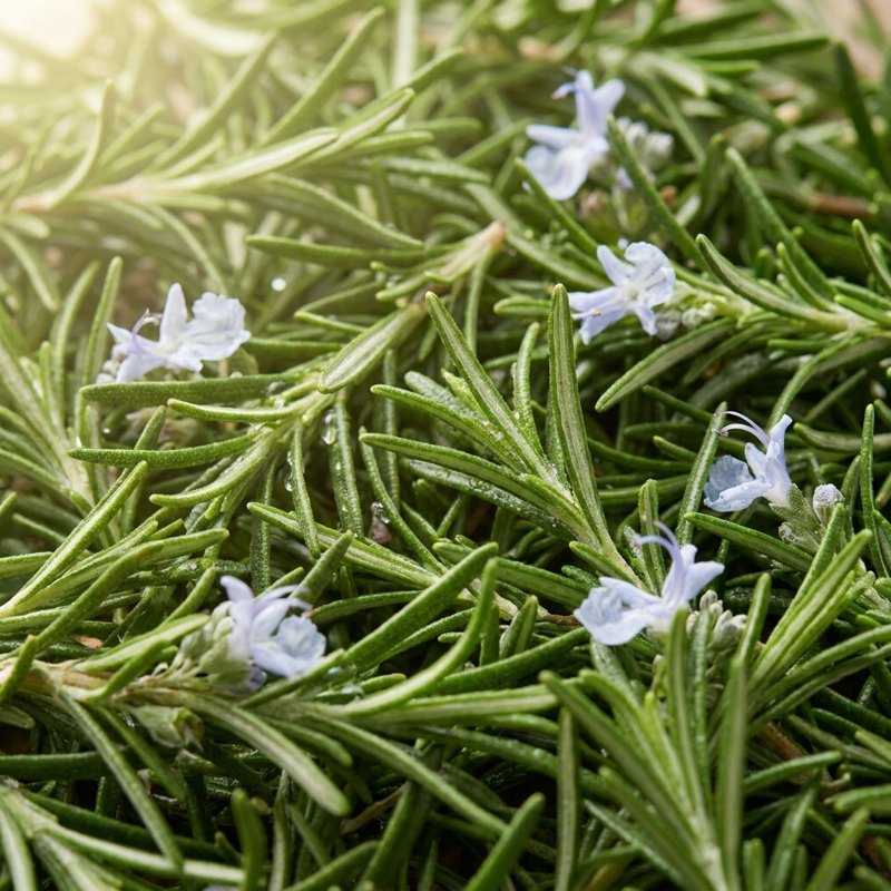Rosemary leaf oil