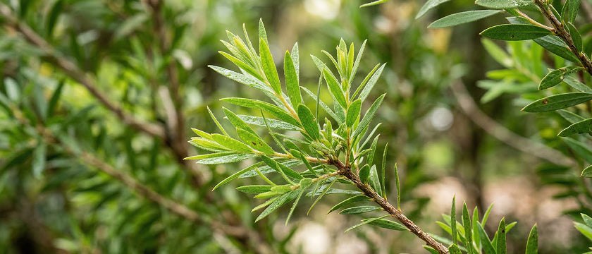 Tea tree oil