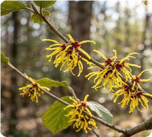 Witch hazel